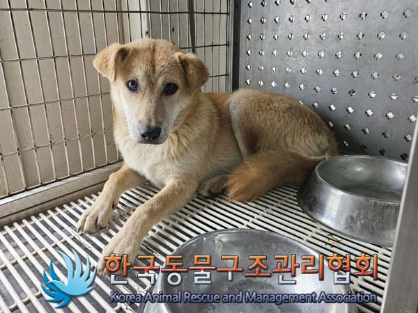 종료(안락사) 믹스…